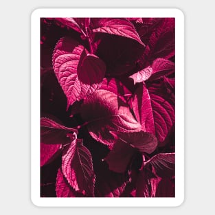 Dark Pink Leaves Sticker